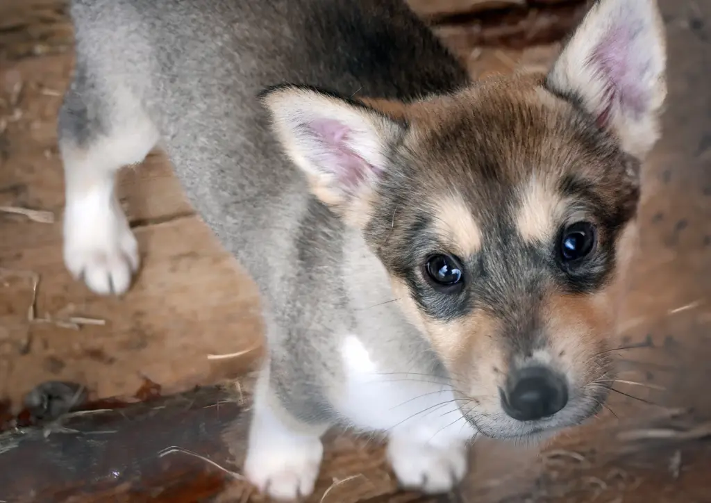 Swedish Vallhund Puppy Close Up Indoors