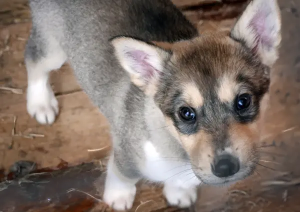 Swedish Vallhund Puppy Close Up Indoors