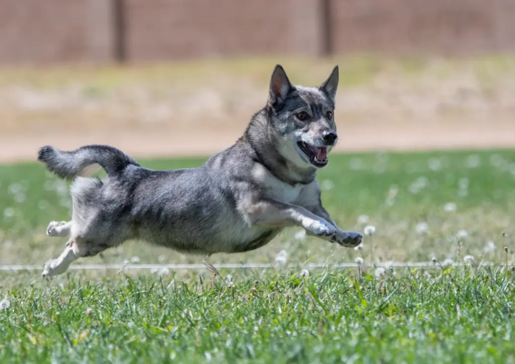 Swedish Vallhund Running Across Grassy Field
