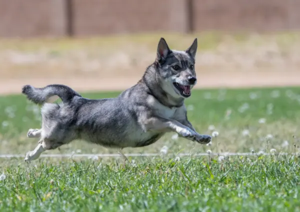Swedish Vallhund Running Across Grassy Field