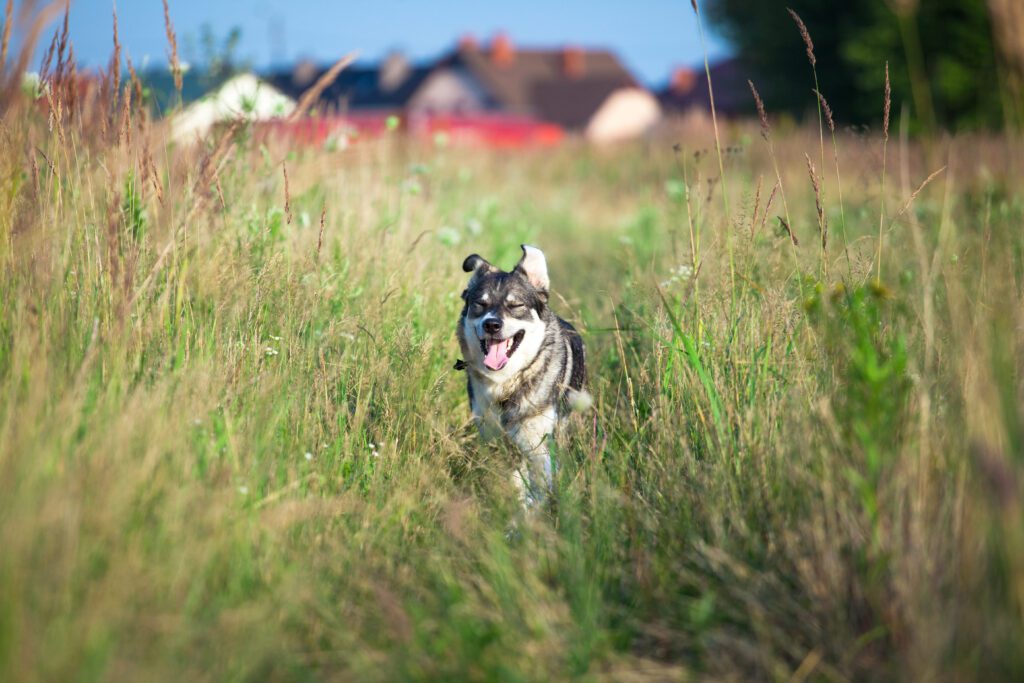 Swedish Vallhund Running Through Tall Grass Field