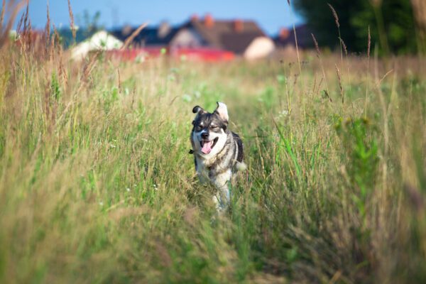 Swedish Vallhund Running Through Tall Grass Field
