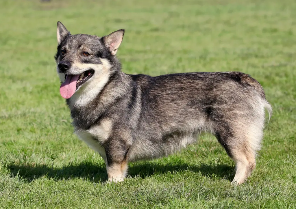 How to Adopt a Swedish Vallhund