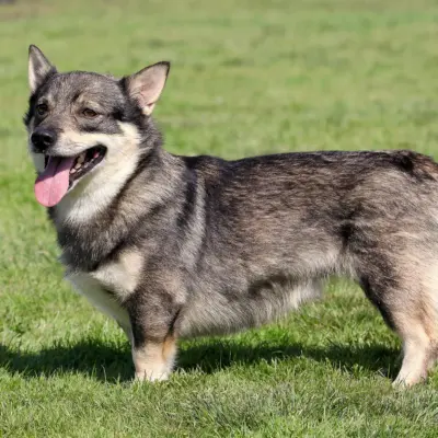 Swedish Vallhund