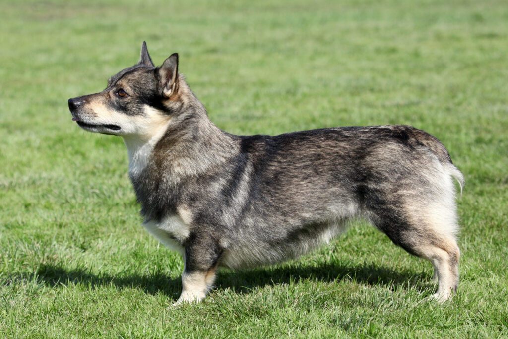 Swedish Vallhund Standing On Grass Side View