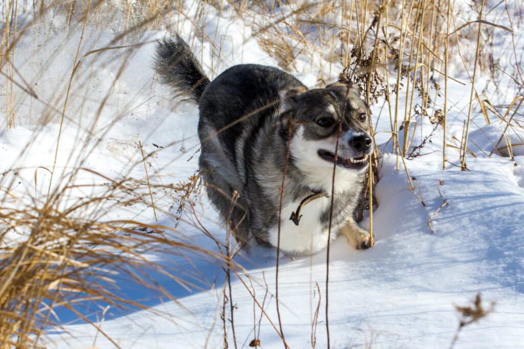 Swedish Vallhund Walking In Snow Near Bushes