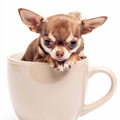 Teacup Chihuahua