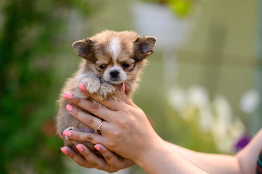 How To Adopt a Teacup Chihuahua in Arizona