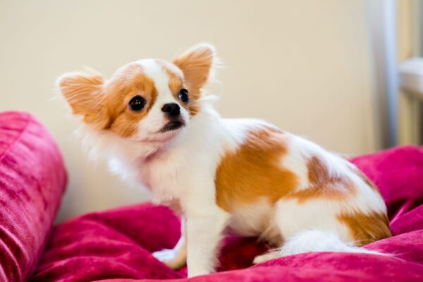 Teacup Chihuahua Lying On Couch Indoors