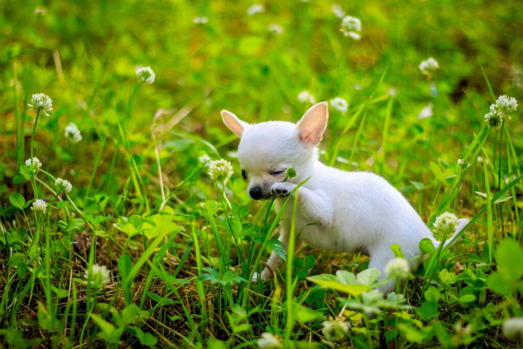 Teacup Chihuahua Puppy Standing In Green Grass