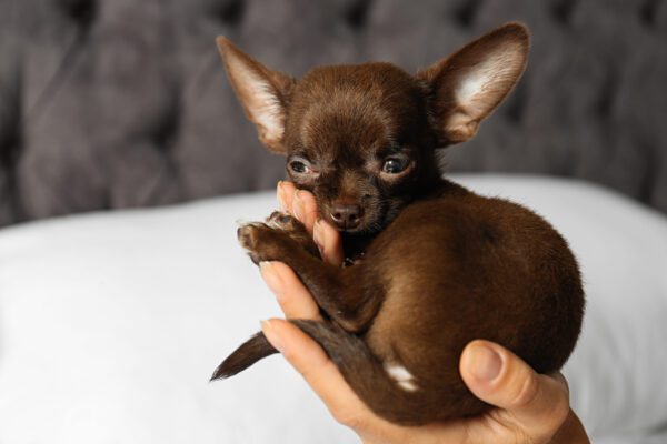 Teacup Chihuahua Resting In Hands Close Up