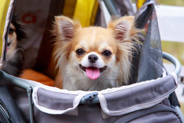 Teacup Chihuahua Sitting In Pet Carrier Bag