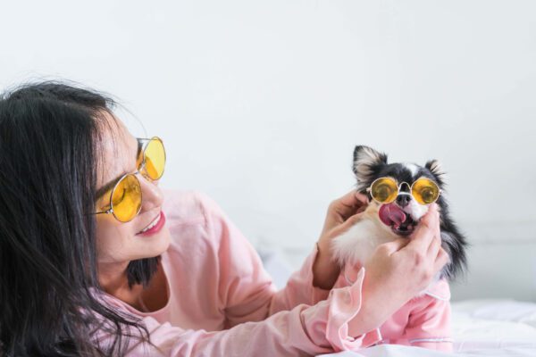 Teacup Chihuahua Wearing Sunglasses With Owner