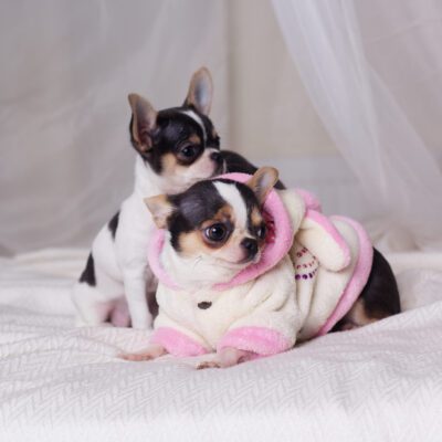 Teacup Chihuahua
