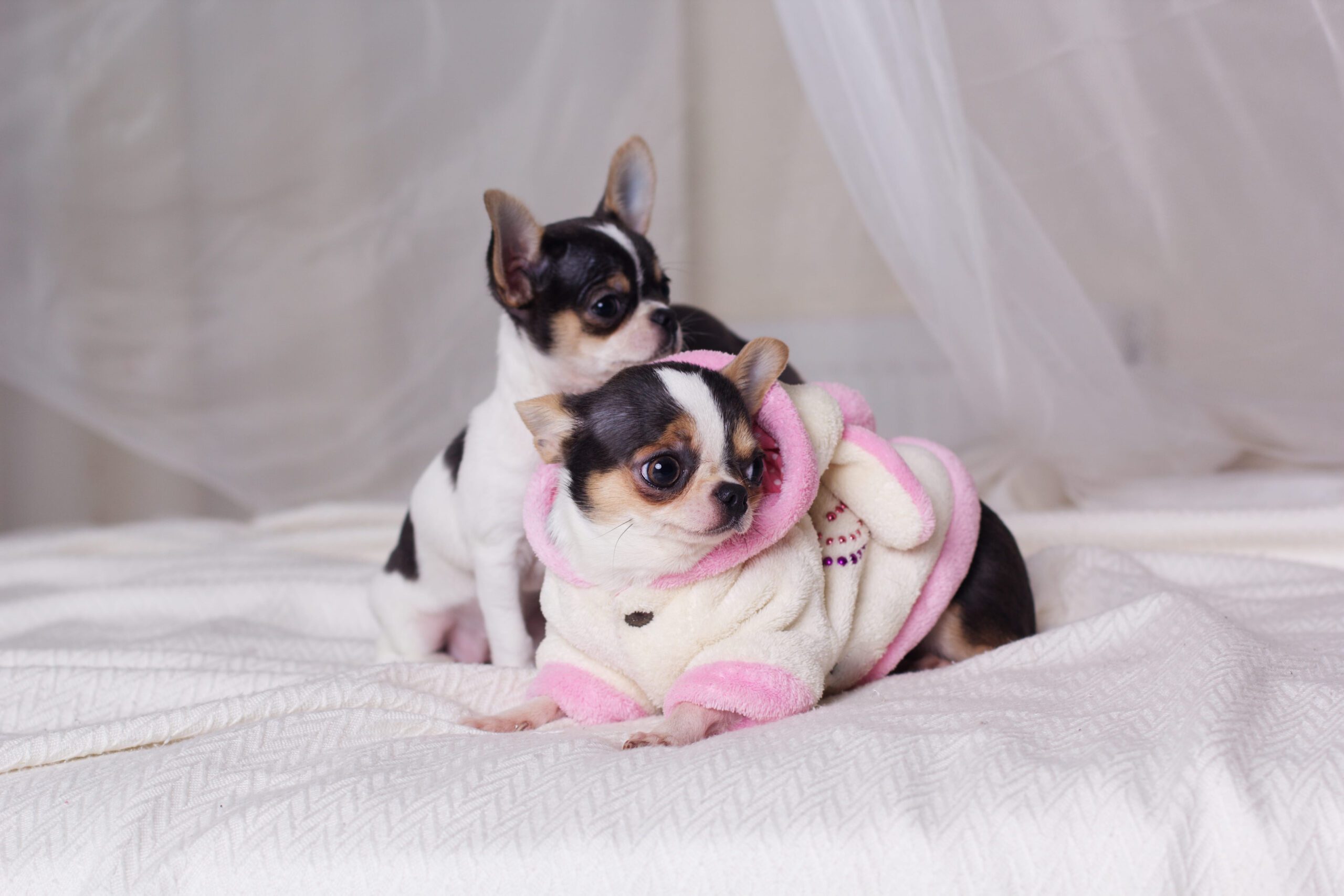 Teacup Chihuahua Adoption Guide