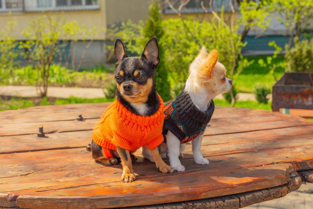 Teacup Chihuahuas Wearing Sweaters Sitting Outdoors