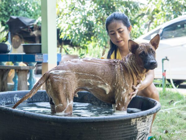 Thai Ridgeback Being Bathed In Tub Outdoors
