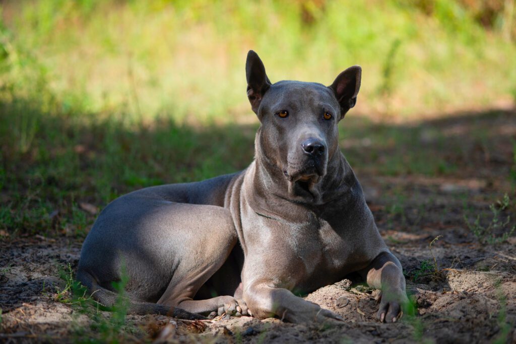 How To Adopt a Thai Ridgeback in Arizona