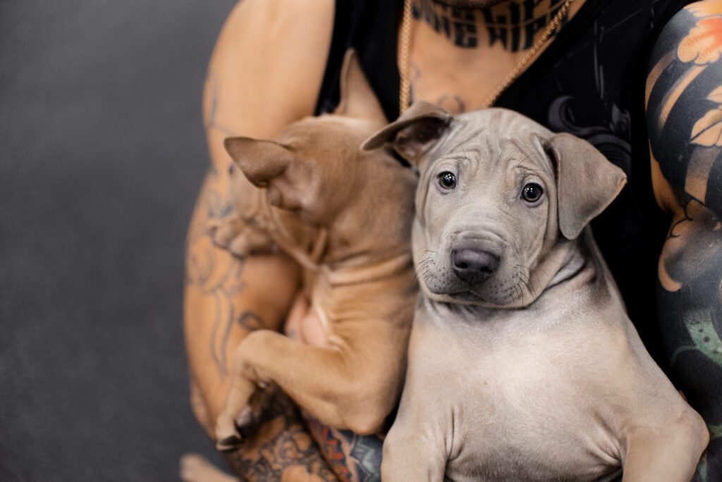 Thai Ridgeback Puppies Being Held Close Up