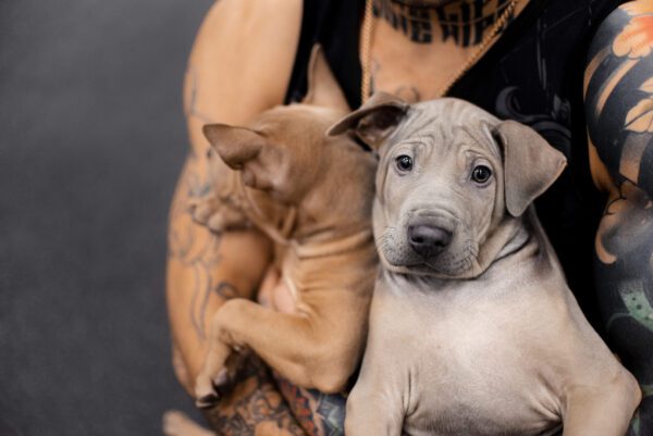 Thai Ridgeback Puppies Being Held Close Up