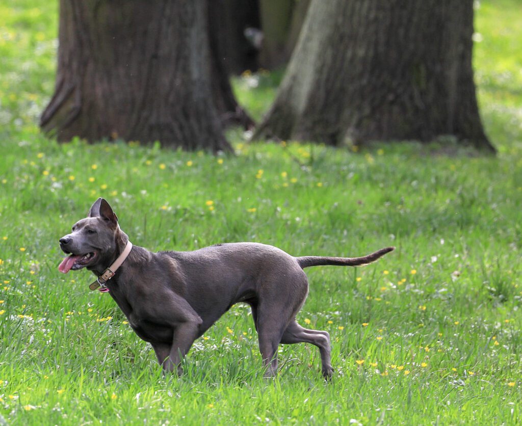 Thai Ridgeback Running Across Grassy Park