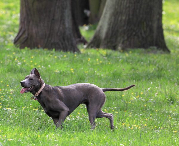 Thai Ridgeback Running Across Grassy Park