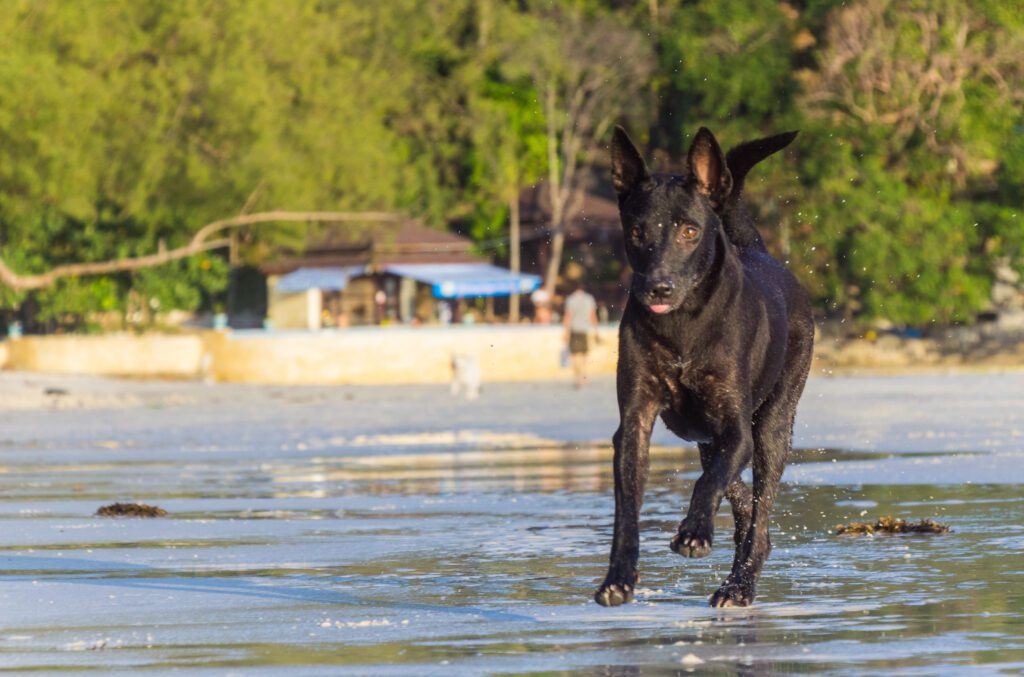 Thai Ridgeback Running In Shallow Water Outdoors