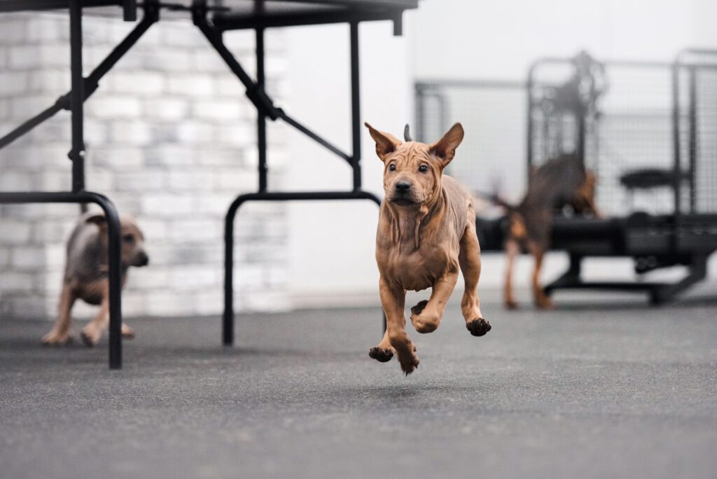 Thai Ridgeback Running On Pavement Outdoors