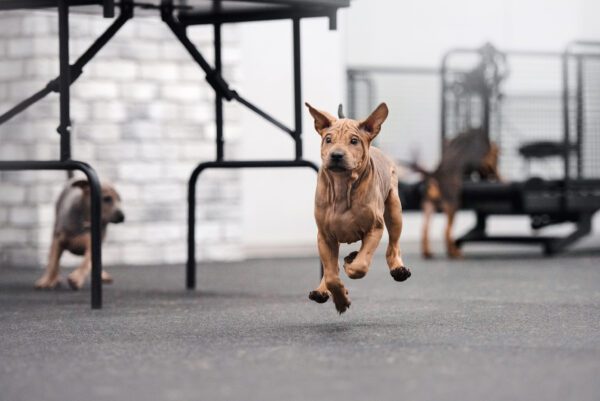 Thai Ridgeback Running On Pavement Outdoors