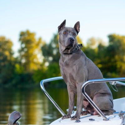 Thai Ridgeback