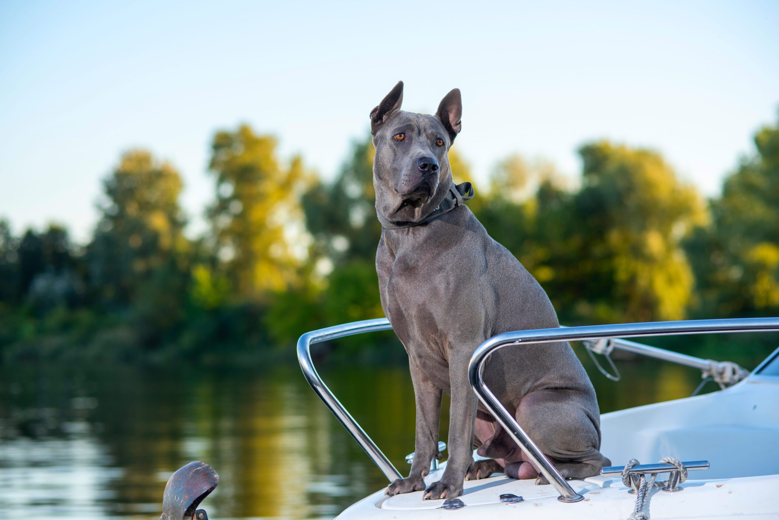 Thai Ridgeback Adoption Guide