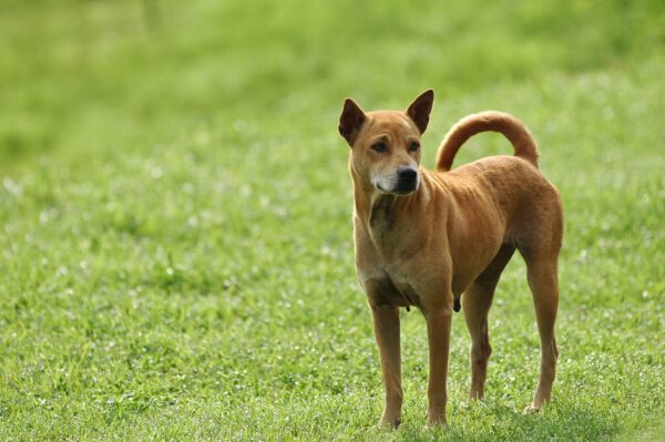 Thai Ridgeback Standing On Grass Facing Camera