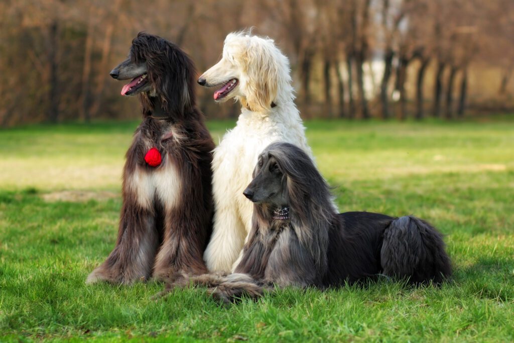 How To Adopt a Afghan Hound in New Hampshire