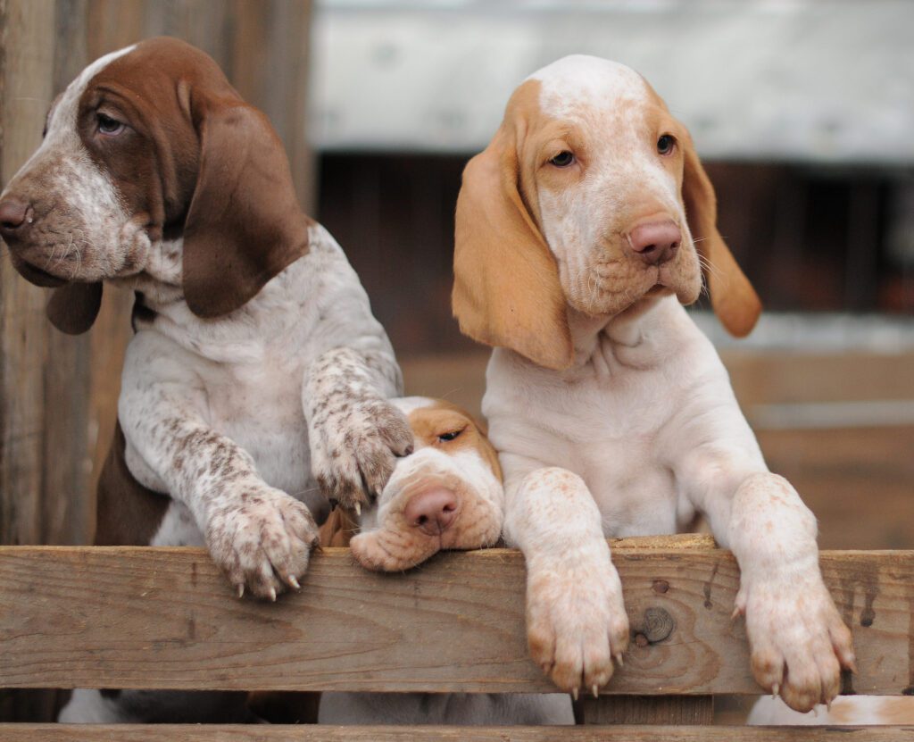 Three Bracco Italiano Puppies Standing Together In A Wooden Fence
