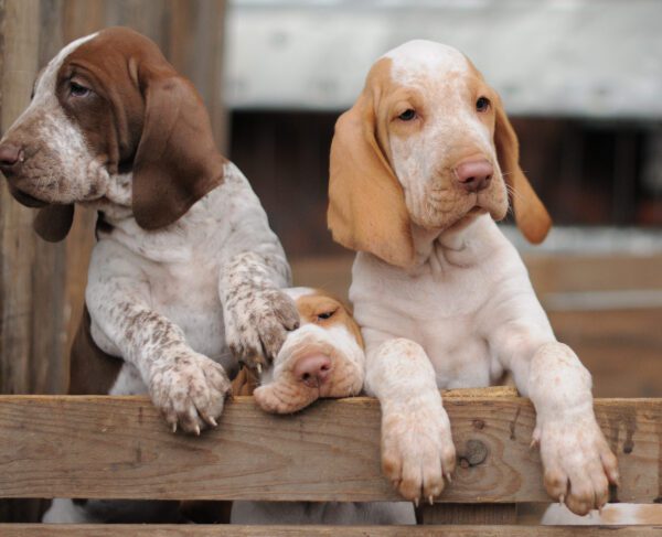 Three Bracco Italiano Puppies Standing Together In A Wooden Fence