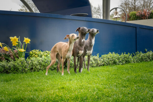 Three Italian Greyhounds Standing Together In A Grassy Yard