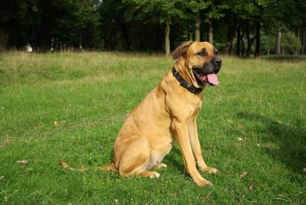 Tosa Inu Sitting On Grass In Park