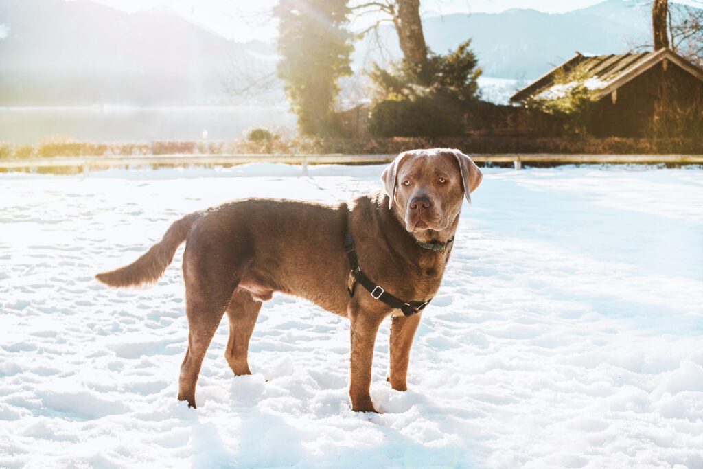 Tosa Inu Standing In Snow Near Water