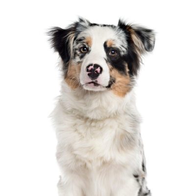 Toy Aussie