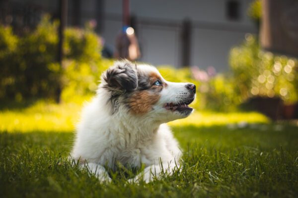 Toy Aussie Looking Up While Lying On Grass