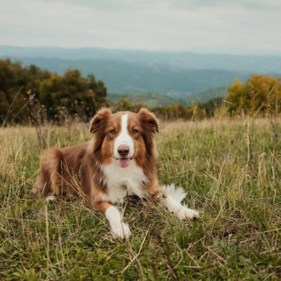Toy Aussie
