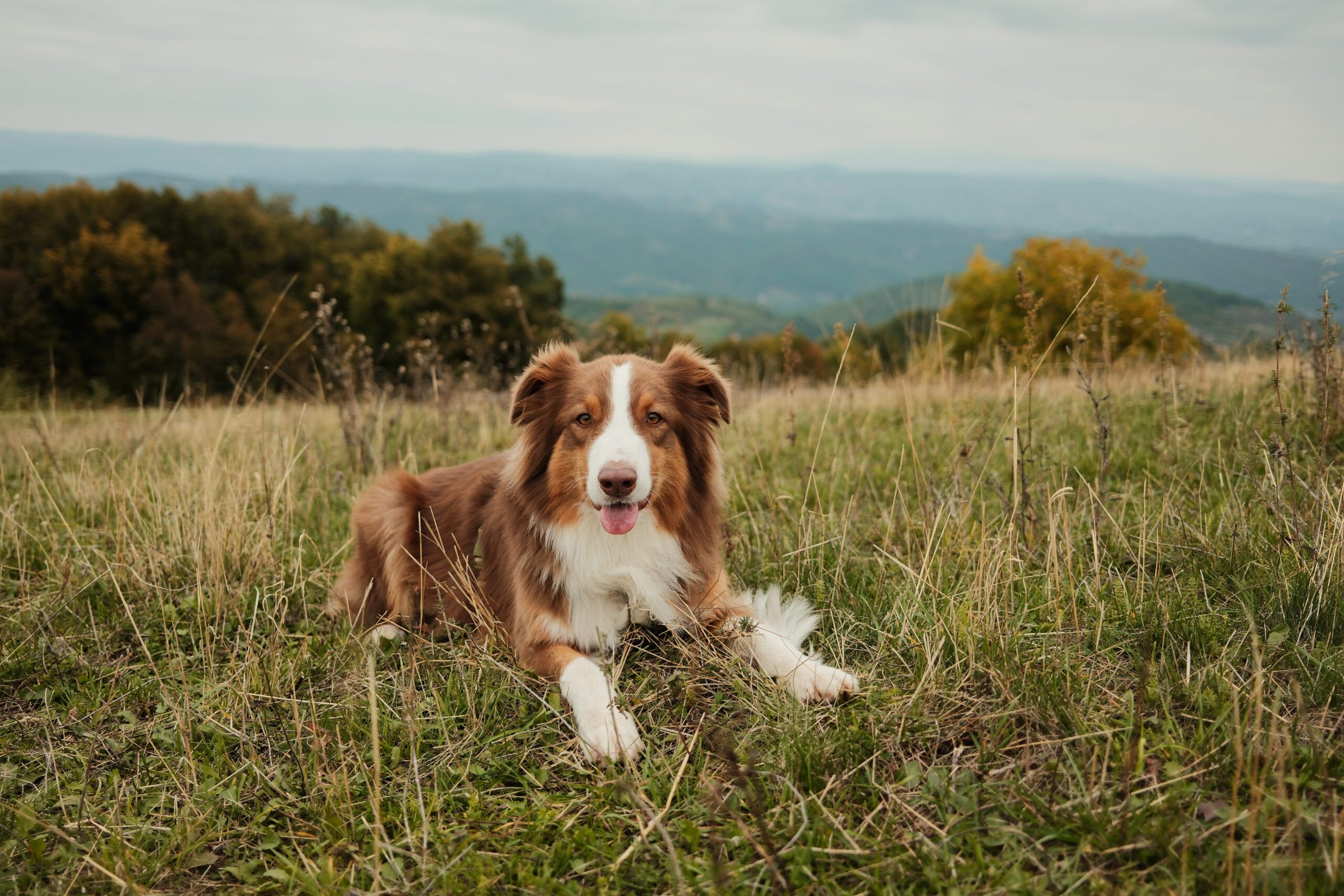 Toy Aussie Adoption Guide