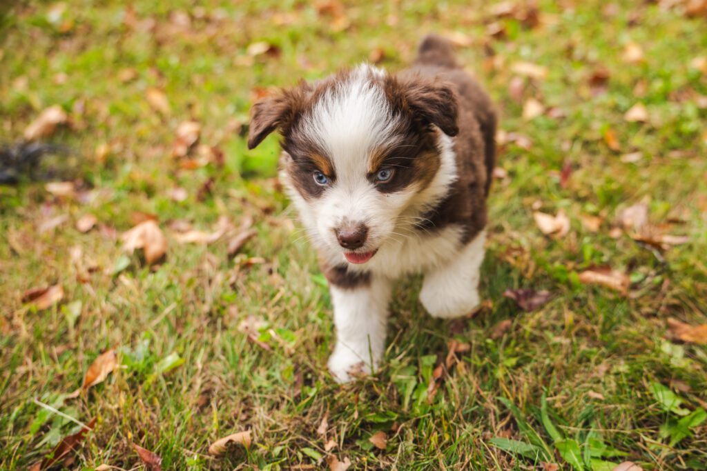 Toy Aussie Puppy Walking On Grass Outdoors