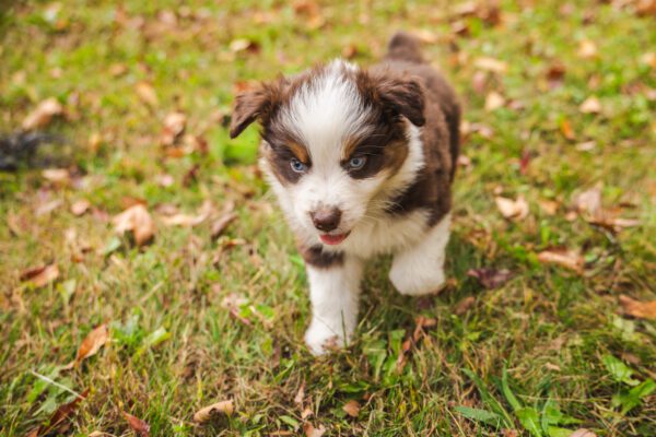 Toy Aussie Puppy Walking On Grass Outdoors