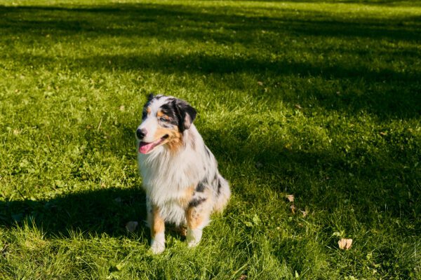 Toy Aussie Resting On Green Grass Field
