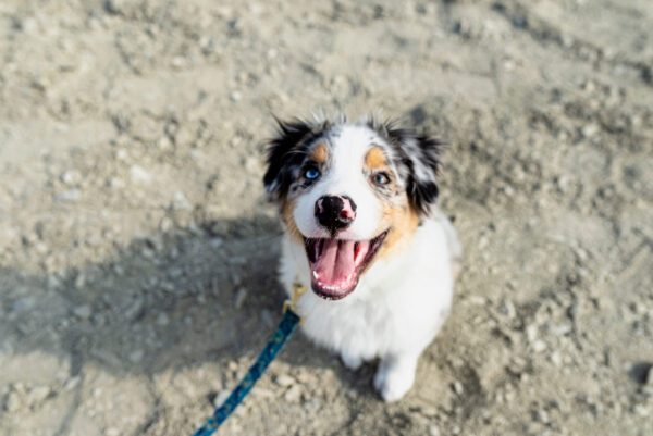 Toy Aussie Sitting On Ground Looking Up