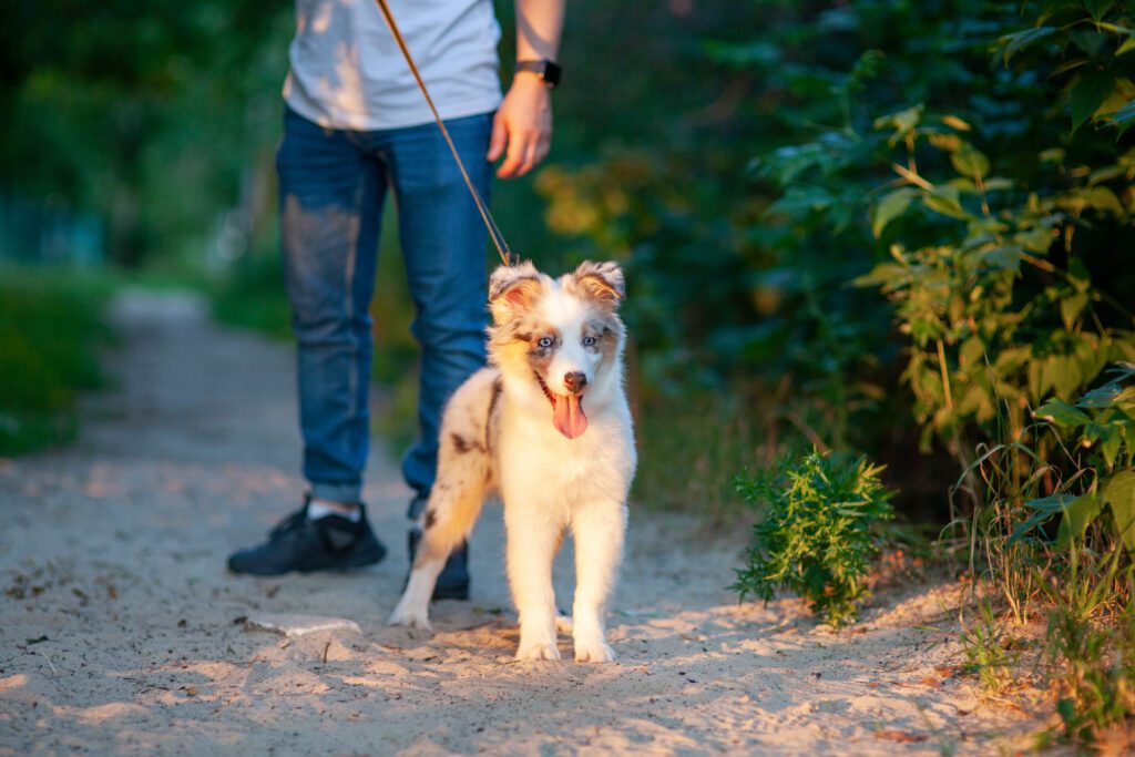 Toy Aussie Walking On Leash With Owner Outdoors