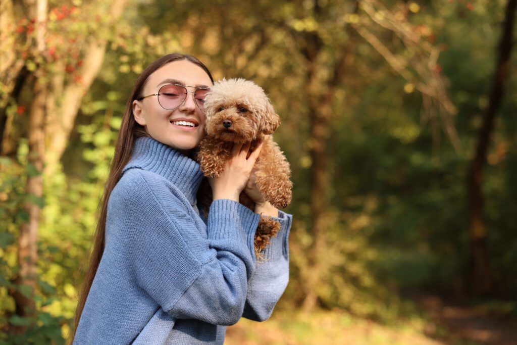 Toy Poodle Being Held By Owner In Park