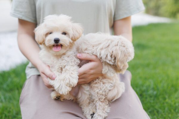 Toy Poodle Being Held By Owner Outdoors