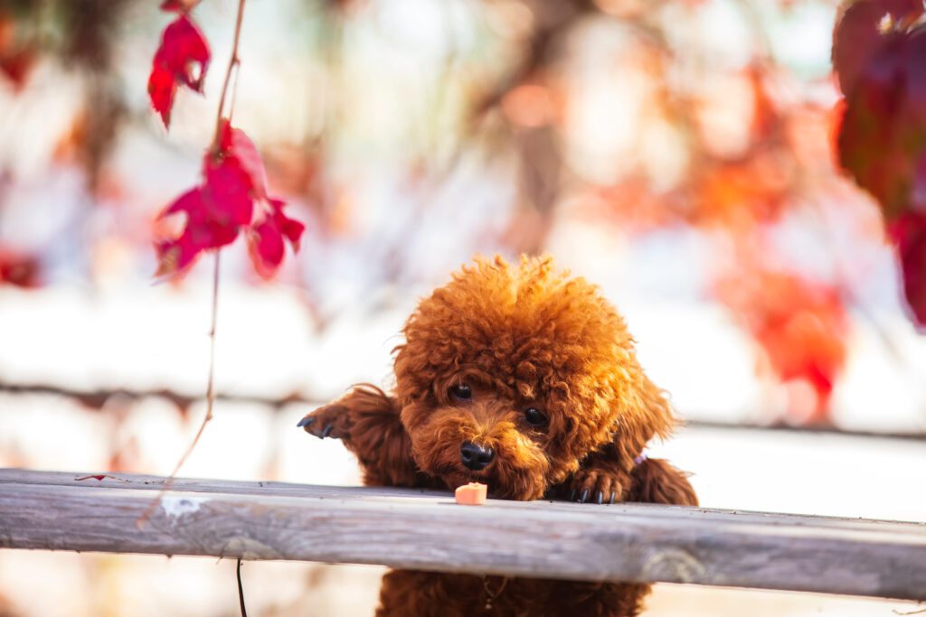 Toy Poodle Peeking Over Ledge With Leaves